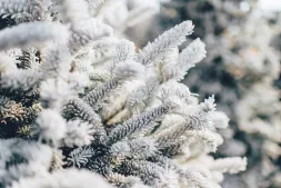 Article Mon-Bucheron.com : Comment faire de la fausse neige pour votre sapin de Noël ?