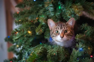 Comment empêcher les chats de s'approcher du sapin de Noël, une fois pour toutes ?